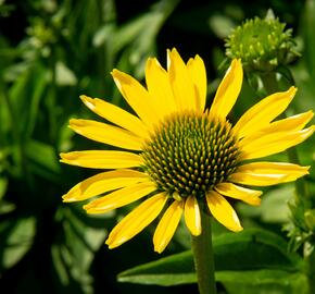 Třapatkovka nachová 'Cleopatra' - Echinacea purpurea 'Cleopatra'