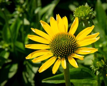 Třapatkovka nachová 'Cleopatra'