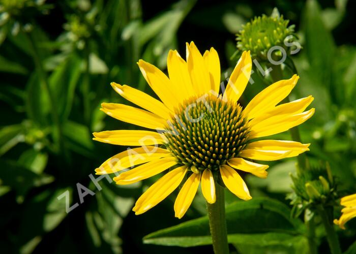 Třapatka nachová 'Cleopatra' - Echinacea purpurea 'Cleopatra'