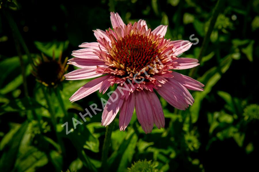 Třapatkovka nachová 'Butterfly Kisses' - Echinacea purpurea 'Butterfly Kisses'