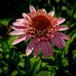 Třapatkovka nachová 'Butterfly Kisses' - Echinacea purpurea 'Butterfly Kisses'