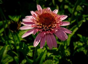 Třapatkovka nachová 'Butterfly Kisses' - Echinacea purpurea 'Butterfly Kisses'