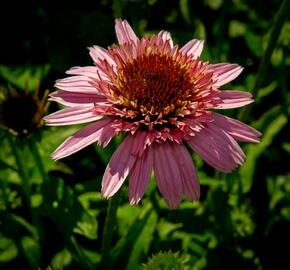 Třapatkovka nachová 'Butterfly Kisses' - Echinacea purpurea 'Butterfly Kisses'