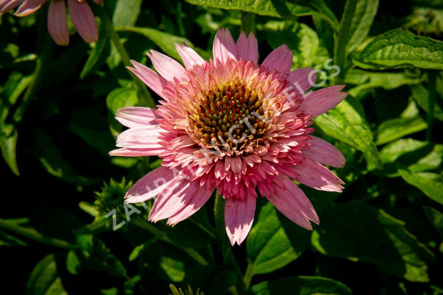 Třapatkovka nachová 'Butterfly Kisses' - Echinacea purpurea 'Butterfly Kisses'