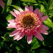 Třapatkovka nachová 'Butterfly Kisses' - Echinacea purpurea 'Butterfly Kisses'