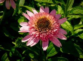 Třapatkovka nachová 'Butterfly Kisses' - Echinacea purpurea 'Butterfly Kisses'