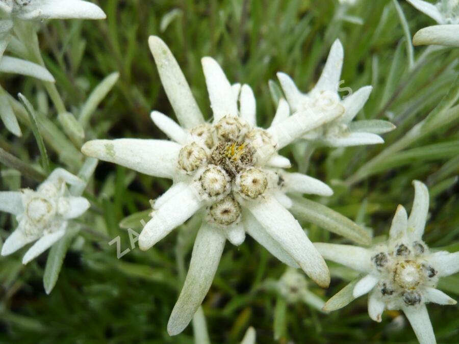 Protěž alpská - Leontopodium alpinum