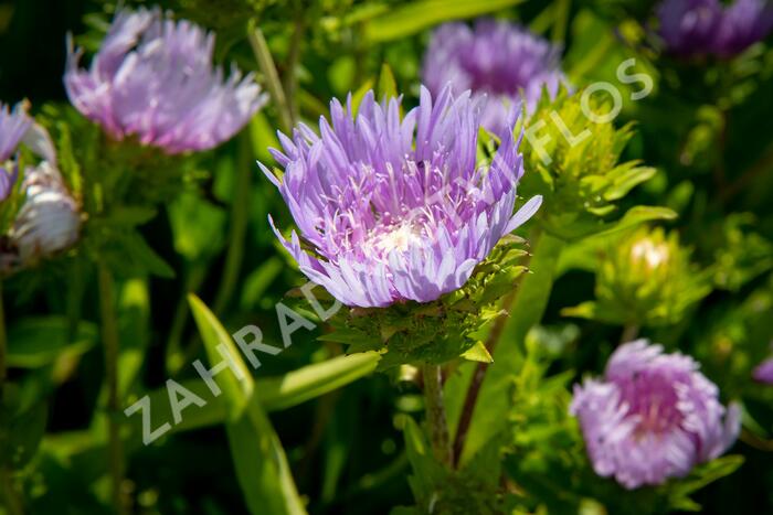 Stokésie - Stokesia laevis