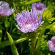 Stokésie - Stokesia laevis