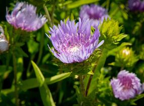 Stokésie - Stokesia laevis