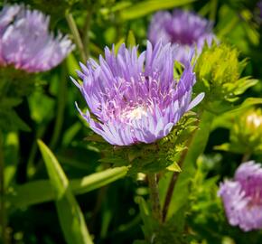 Stokésie - Stokesia laevis