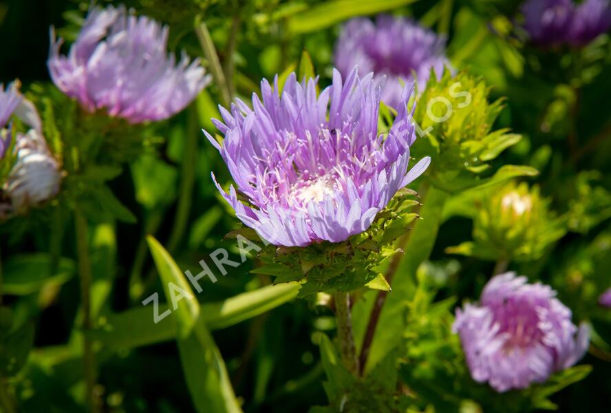 Stokésie - Stokesia laevis