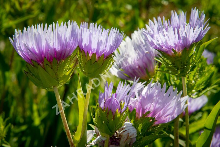 Stokésie - Stokesia laevis