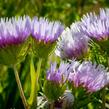 Stokésie - Stokesia laevis