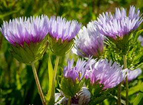 Stokésie - Stokesia laevis