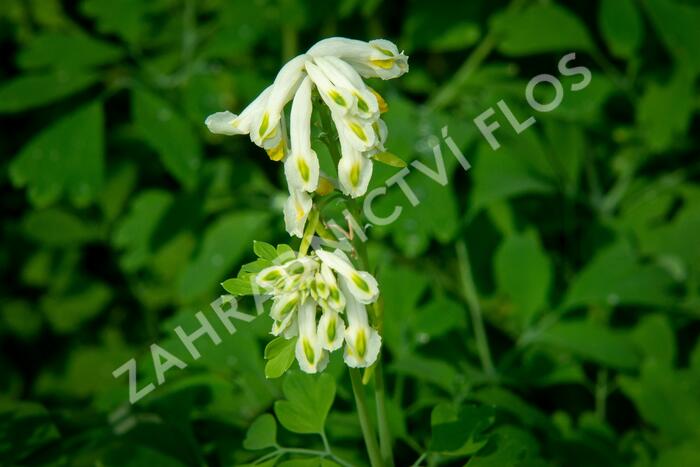 Dymnivka - Corydalis ochroleuca