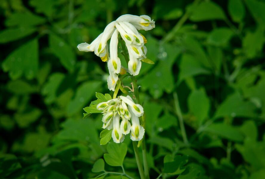 Dymnivka - Corydalis ochroleuca