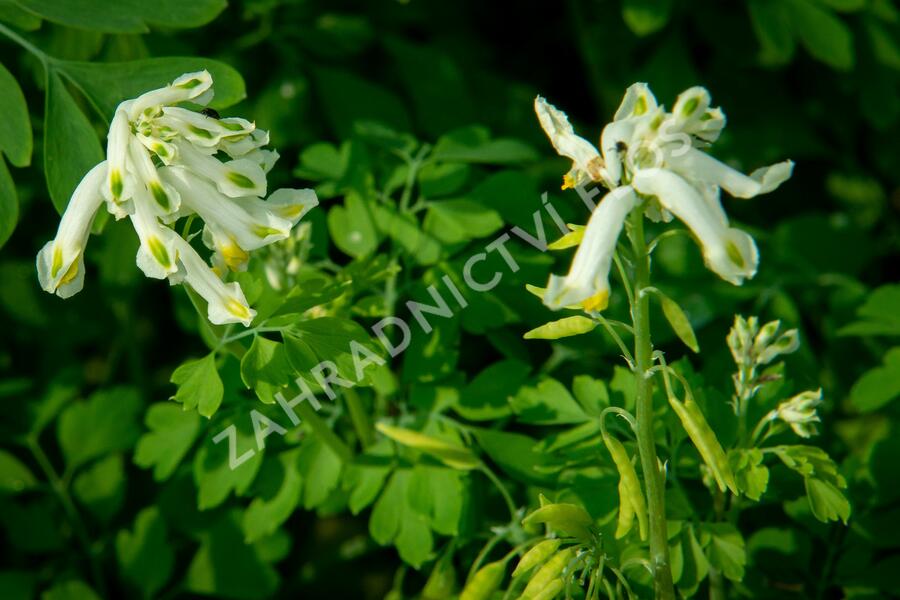 Dymnivka - Corydalis ochroleuca