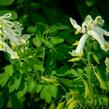 Dymnivka - Corydalis ochroleuca