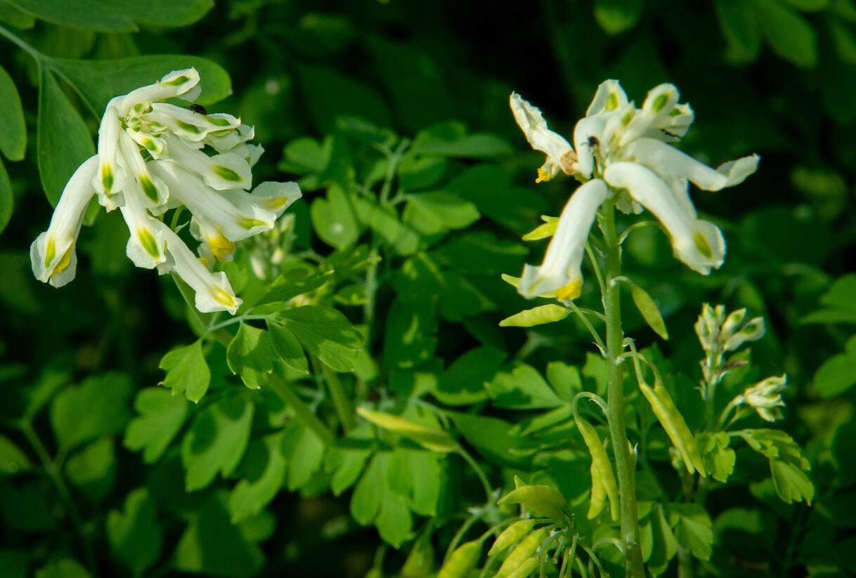 Dymnivka - Corydalis ochroleuca