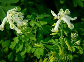 Dymnivka - Corydalis ochroleuca