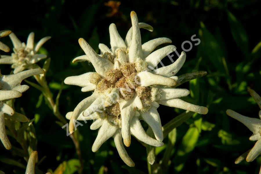 Protěž alpská 'Watzmann' - Leontopodium alpinum 'Watzmann'