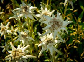 Protěž alpská 'Watzmann' - Leontopodium alpinum 'Watzmann'