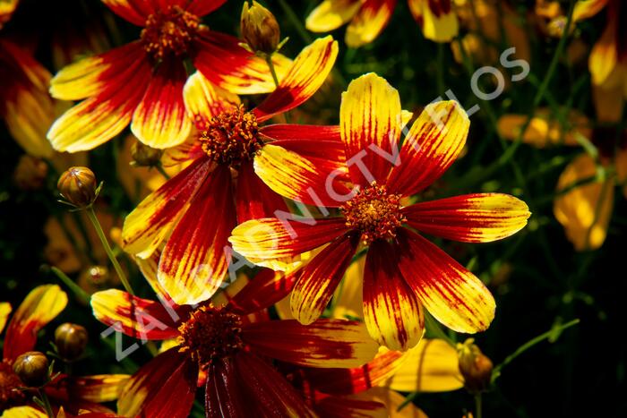 Krásnoočko přeslenité 'Bengal Tiger' - Coreopsis verticillata 'Bengal Tiger'