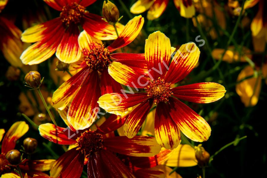 Krásnoočko přeslenité 'Bengal Tiger' - Coreopsis verticillata 'Bengal Tiger'