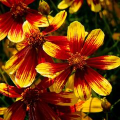 Krásnoočko přeslenité 'Bengal Tiger' - Coreopsis verticillata 'Bengal Tiger'