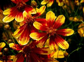 Krásnoočko přeslenité 'Bengal Tiger' - Coreopsis verticillata 'Bengal Tiger'