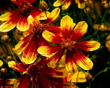 Krásnoočko přeslenité 'Bengal Tiger'