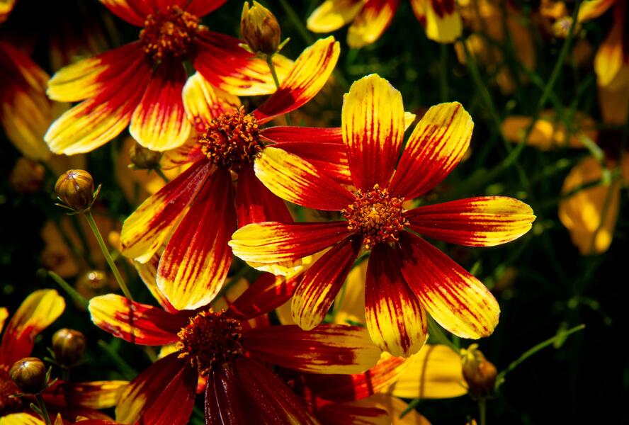 Krásnoočko přeslenité 'Bengal Tiger' - Coreopsis verticillata 'Bengal Tiger'