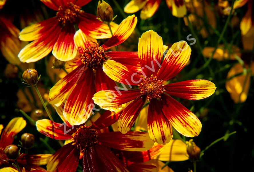 Krásnoočko přeslenité 'Bengal Tiger' - Coreopsis verticillata 'Bengal Tiger'