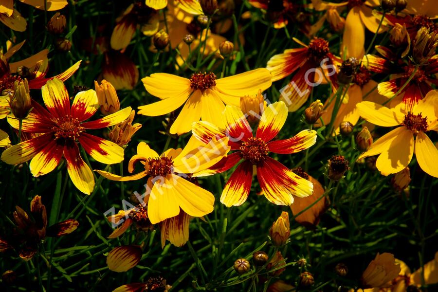 Krásnoočko přeslenité 'Bengal Tiger' - Coreopsis verticillata 'Bengal Tiger'