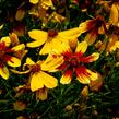 Krásnoočko přeslenité 'Bengal Tiger' - Coreopsis verticillata 'Bengal Tiger'