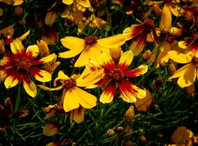 Krásnoočko přeslenité 'Bengal Tiger' - Coreopsis verticillata 'Bengal Tiger'