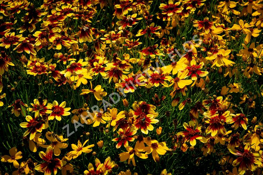 Krásnoočko přeslenité 'Bengal Tiger' - Coreopsis verticillata 'Bengal Tiger'