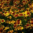 Krásnoočko přeslenité 'Bengal Tiger' - Coreopsis verticillata 'Bengal Tiger'