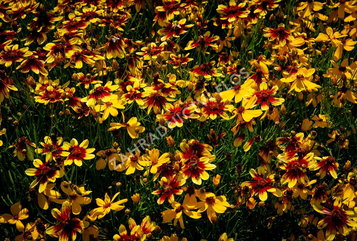 Krásnoočko přeslenité 'Bengal Tiger' - Coreopsis verticillata 'Bengal Tiger'