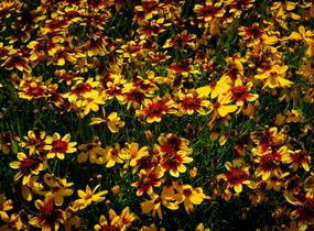 Krásnoočko přeslenité 'Bengal Tiger' - Coreopsis verticillata 'Bengal Tiger'