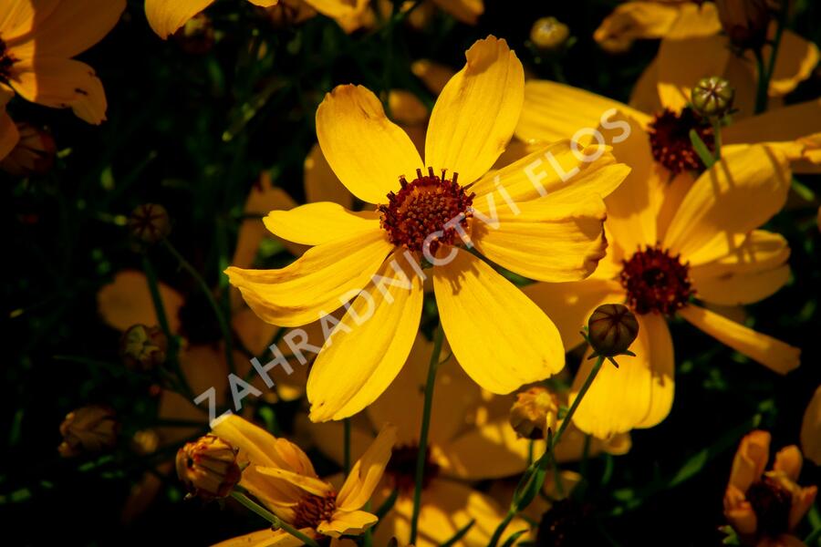 Krásnoočko přeslenité 'Imperial Sun' - Coreopsis verticillata 'Imperial Sun'