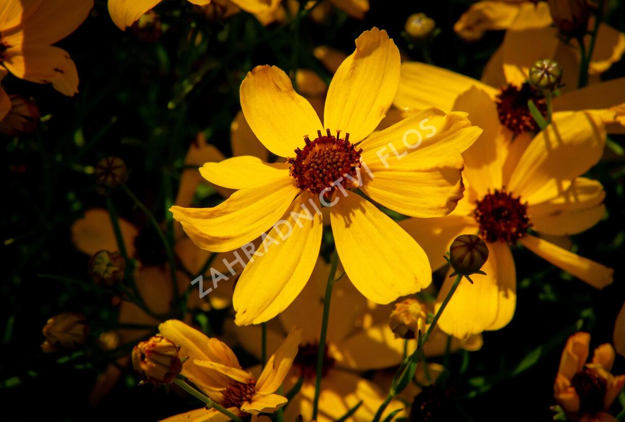 Krásnoočko přeslenité 'Imperial Sun' - Coreopsis verticillata 'Imperial Sun'