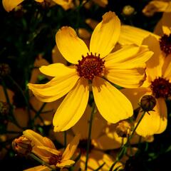 Krásnoočko přeslenité 'Imperial Sun' - Coreopsis verticillata 'Imperial Sun'