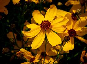 Krásnoočko přeslenité 'Imperial Sun' - Coreopsis verticillata 'Imperial Sun'