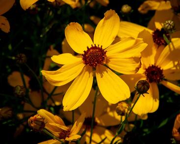 Krásnoočko přeslenité 'Imperial Sun'