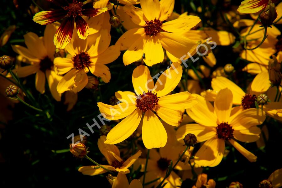 Krásnoočko přeslenité 'Imperial Sun' - Coreopsis verticillata 'Imperial Sun'