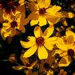 Krásnoočko přeslenité 'Imperial Sun' - Coreopsis verticillata 'Imperial Sun'