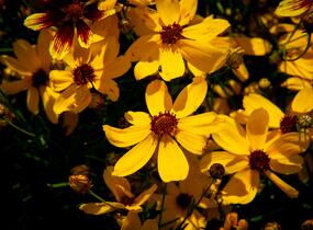 Krásnoočko přeslenité 'Imperial Sun' - Coreopsis verticillata 'Imperial Sun'