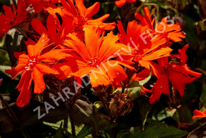 Kohoutek 'Orange Zwerg' - Lychnis x arkwrightii 'Orange Zwerg'